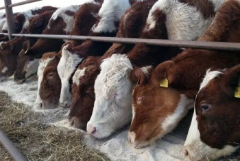 Фотография к новости: "Цены не снизятся" — глава Мясного союза РК о запрете на вывоз живого скота