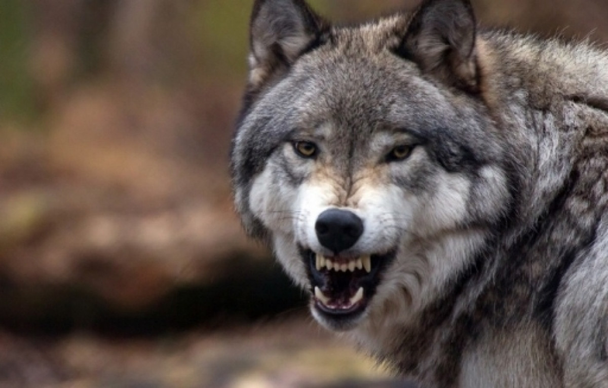 иллюстративное 