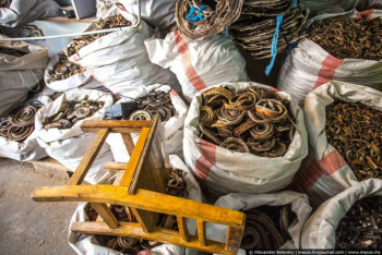 Фотография к новости: Ученые назвали змей первоисточником нового коронавируса из Китая