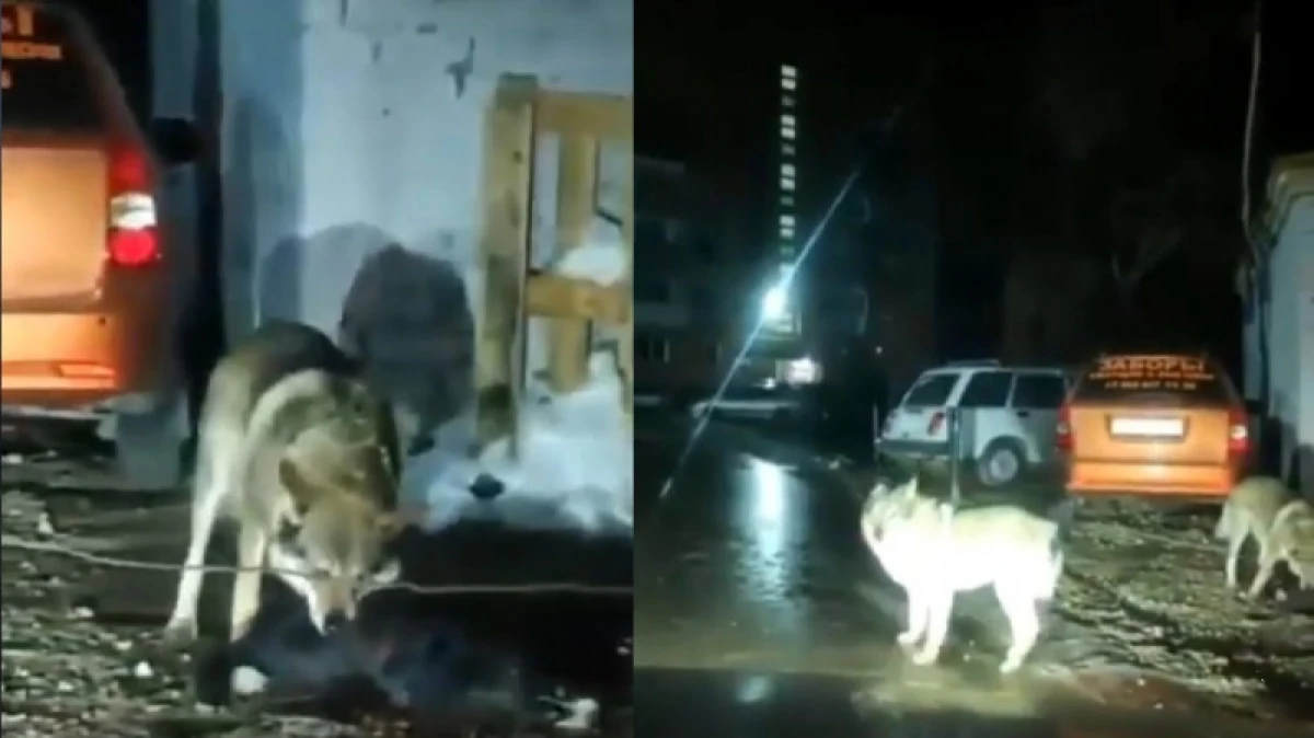 кадр из видео