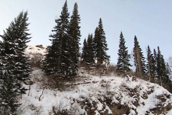 Фотография к новости: Факты нападения волков на людей и скот в Павлодарской области не подтверждаются