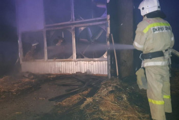 Фотография к новости: Три тысячи цыплят погибло в пожаре на птицефабрике в Туркестанской области