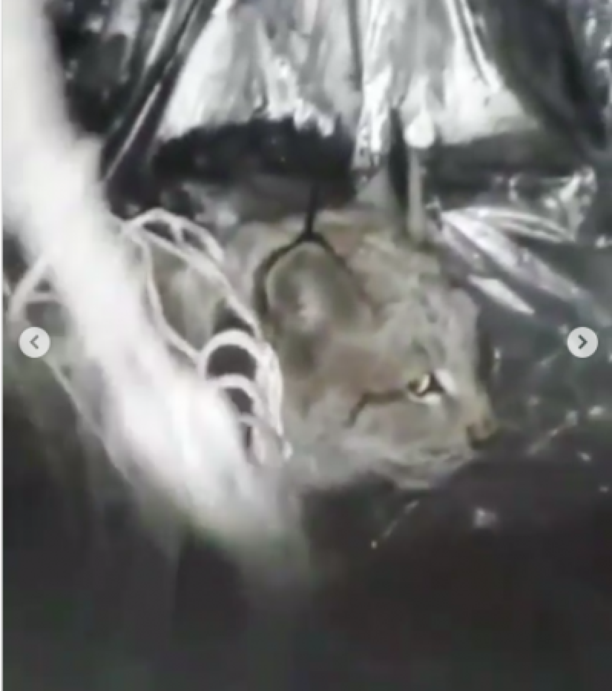 Рысь в подвале многоэтажки в Семее убила более 20 кошек