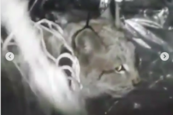 Фотография к новости: Рысь в подвале многоэтажки в Семее убила более 20 кошек