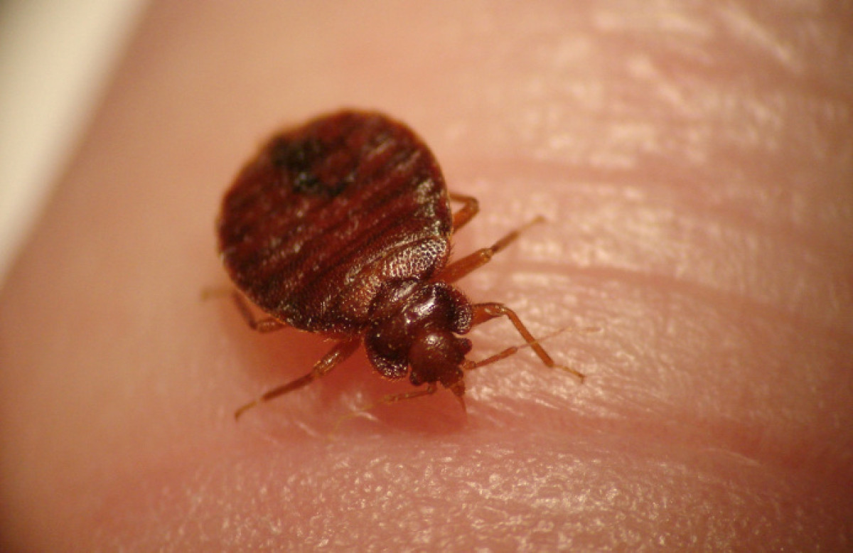 На два года осудили жительницу Актау за травлю клопов в квартире