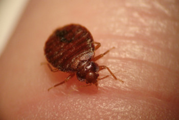 Фотография к новости: На два года осудили жительницу Актау за травлю клопов в квартире