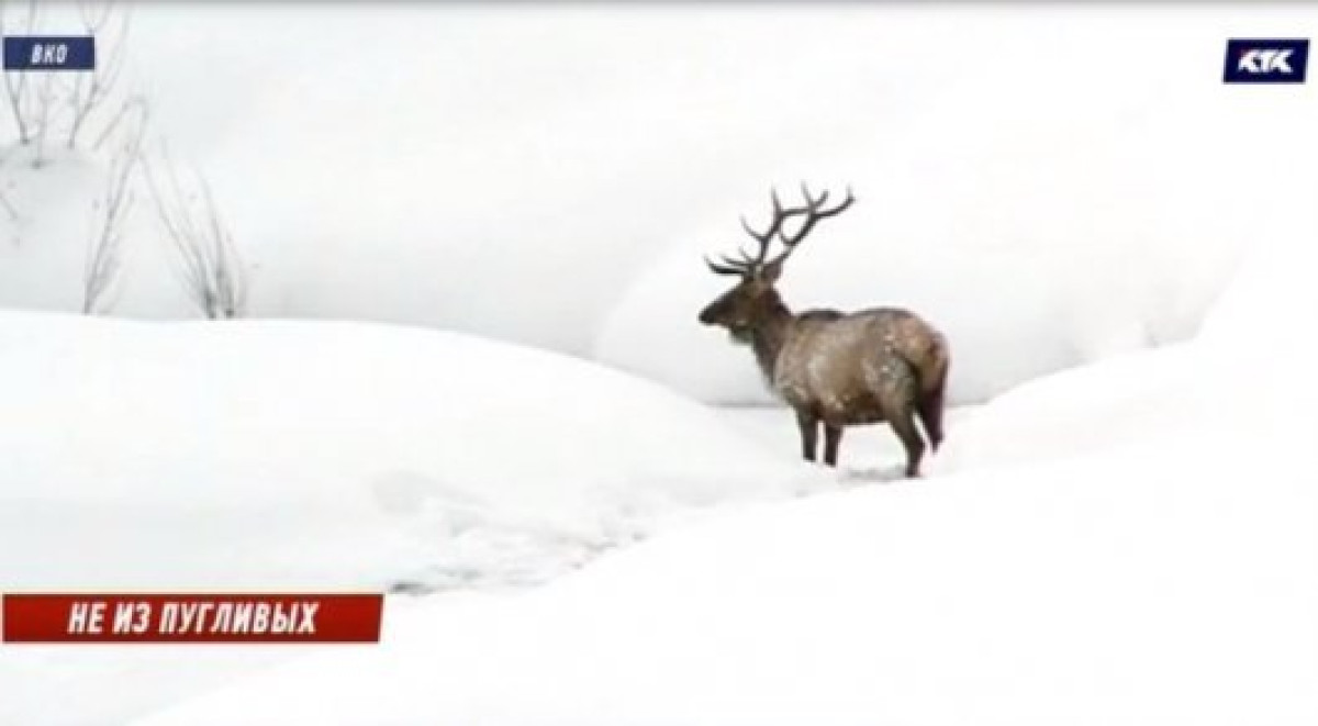 кадр из видео 