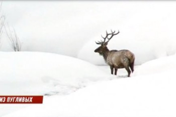 Фотография к новости: Исхудавший дикий олень пришел к жителям на востоке Казахстана