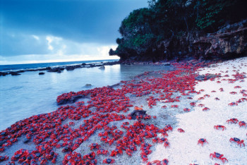 Фотография к новости: Австралия эвакуирует своих граждан из Уханя на остров Рождества