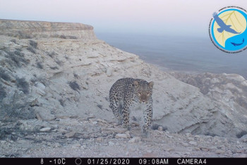 Фотография к новости: Леопарда сфотографировали в Устюртском заповеднике