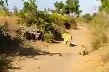 Фотография к новости: Львица убила пятилетнего мальчика в Индии