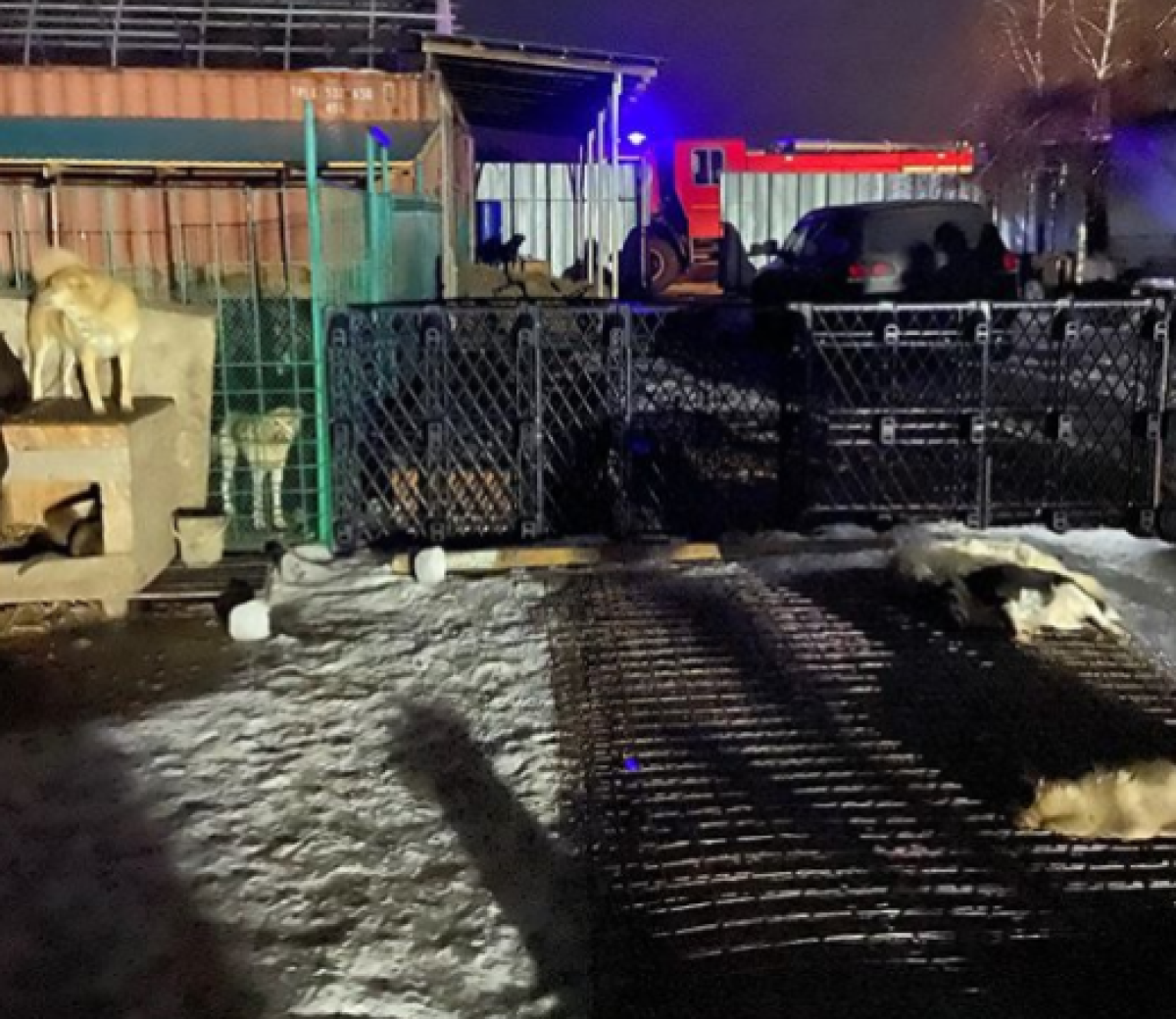 Instagram / comes_nashi_jivotnye_almaty