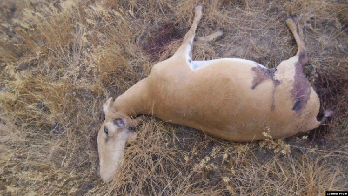 Браконьеры убили еще 45 сайгаков в ЗКО