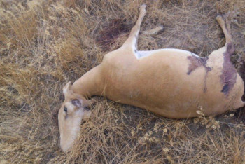 Фотография к новости: Браконьеры убили еще 45 сайгаков в ЗКО