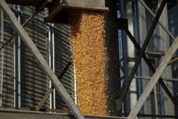 Директора элеватора в ВКО осудили за хищение госрезерва