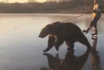 Фотография к новости: Живущий в обычной семье медведь любит катать хозяина по льду