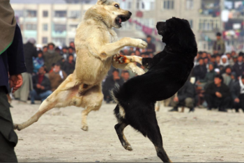 Фотография к новости: После возмущения жителей полиция отменила собачьи бои в Мангистау