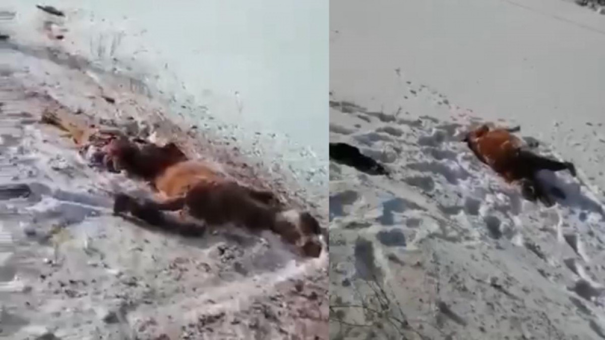 Видео наезда поезда на 11 лошадей появилось в сети