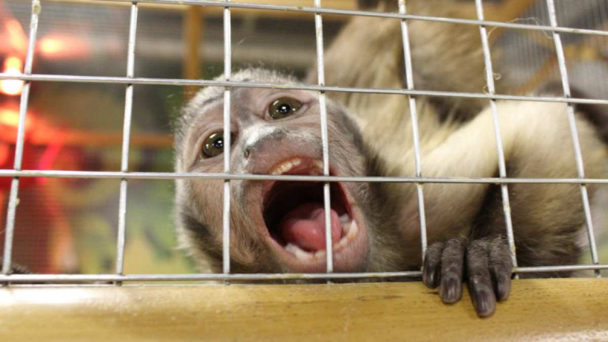 иллюстративное