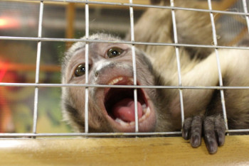 Фотография к новости: "Концлагерь на колесах": контактный зоопарк из России шокировал жителей Кызылорды