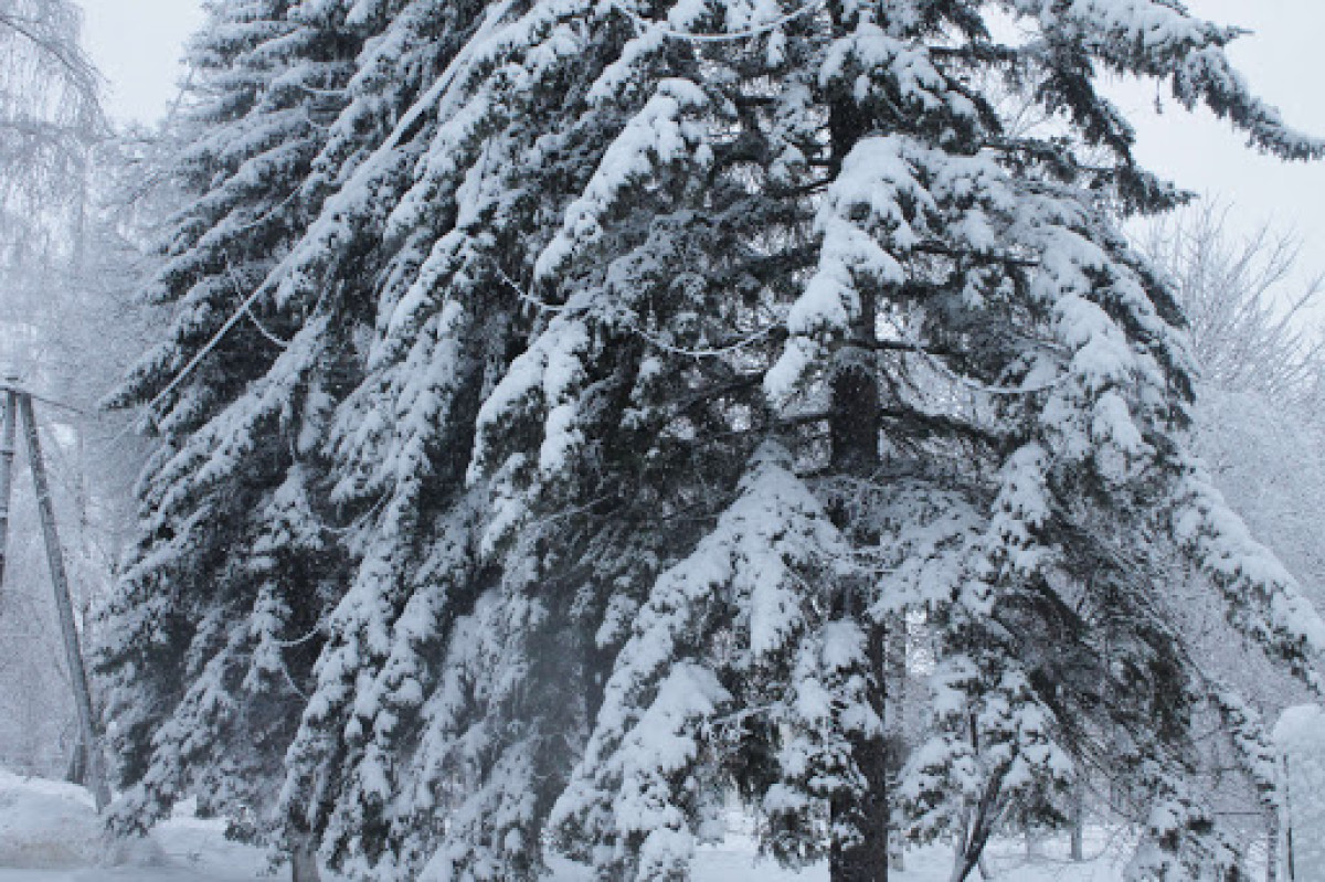 иллюстративное