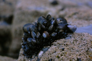 Фотография к новости: Полмиллиона моллюсков сварилось заживо: опубликовано жуткое видео из Новой Зеландии