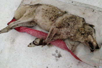 Фотография к новости: Хвалившиеся убийством волков браконьеры пойманы в Караганде