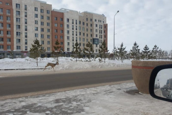 Фотография к новости: Видео с оленем в Нур-Султане появилось в Сети