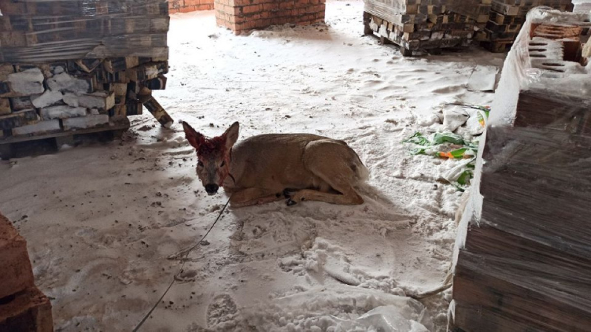 Заплутавшую косулю поймали в Нур-Султане