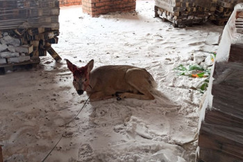 Фотография к новости: Заплутавшую косулю поймали в Нур-Султане