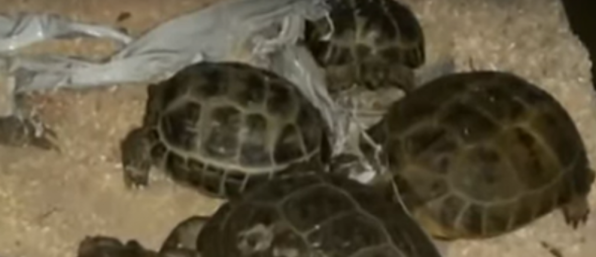 Иллюстративное: скрин из сюжета, 24.kz