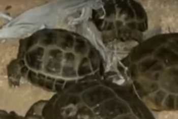 Фотография к новости: Более 20 животных погибло при пожаре в зоомагазине Павлодара