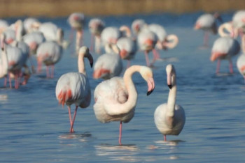 Фотография к новости: Стаю фламинго сняли с высоты птичьего полета в Актау
