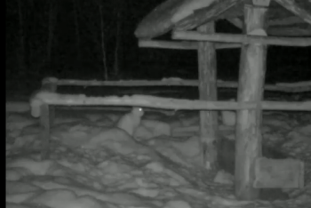 Фотография к новости: На фотоловушку попала драка двух зайцев в Казахстане