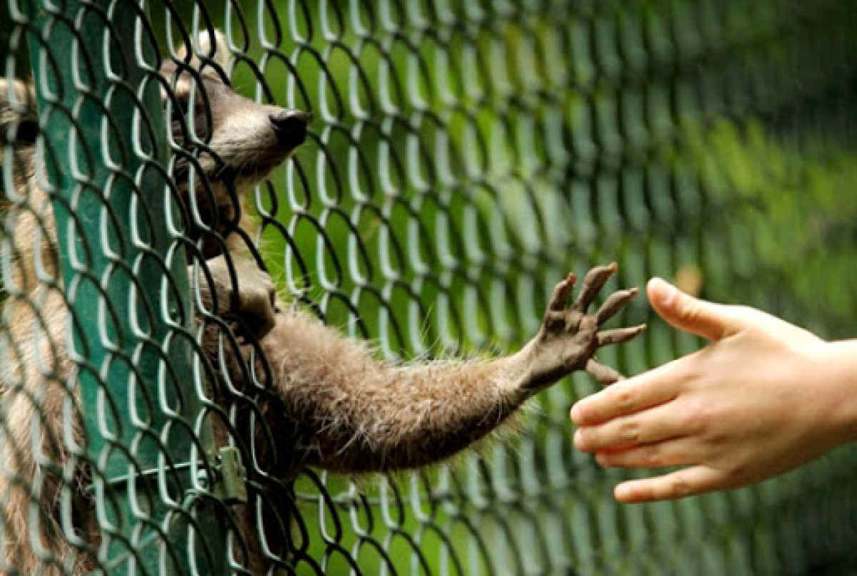 Численность обитателей зоопарков сократилась в Казахстане