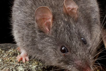 Фотография к новости: Лесные пожары полностью уничтожили вид уникальных австралийских животных