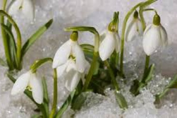 Фотография к новости: Туман, гололед и метель ожидаются в Казахстане 1 марта