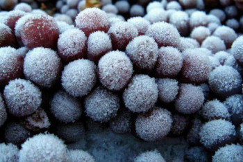 Фотография к новости: Ледяное вино не могут приготовить в Германии из-за теплой зимы