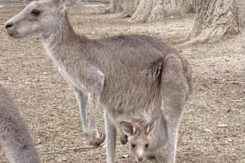 Фотография к новости: Кенгуренок родился в Алматинском зоопарке