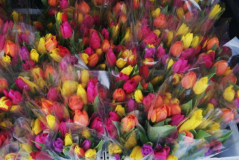 Бизнесмен одарил тюльпанами всех женщин села в Акмолинской области