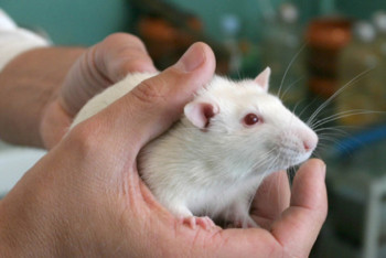 Фотография к новости: "Напечатанную" в космосе костную ткань пересадят крысам