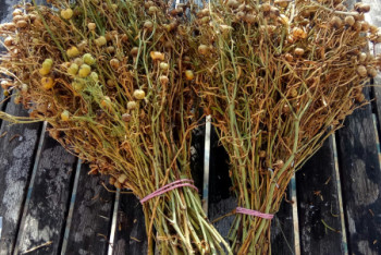 Фотография к новости: На шымкентских базарах раскупают адыраспан