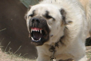 Фотография к новости: Алабай напал на семилетнего мальчика в Аральске