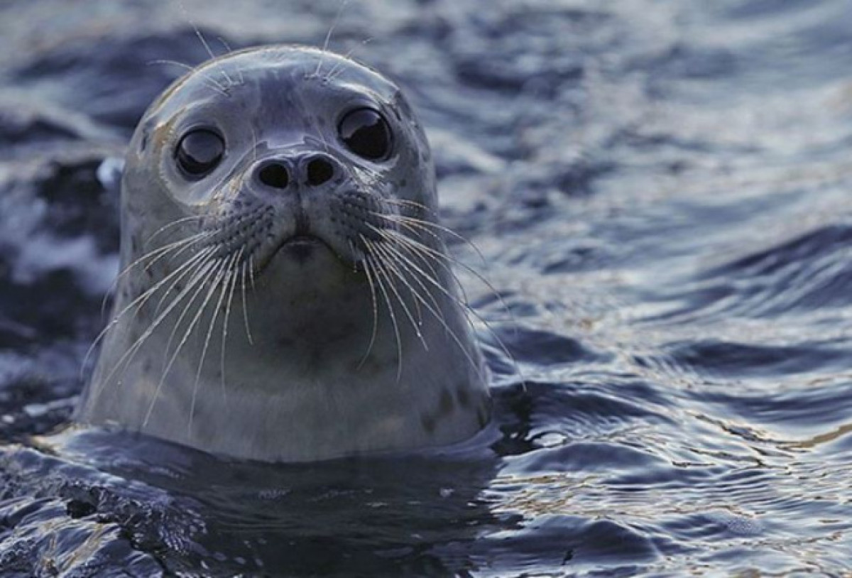 иллюстративное