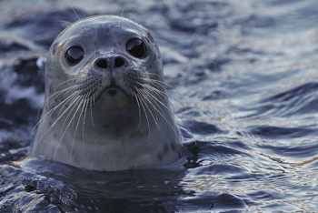 Фотография к новости: Тюлененка по кличке Нуржан выхаживают в Форт-Шевченко