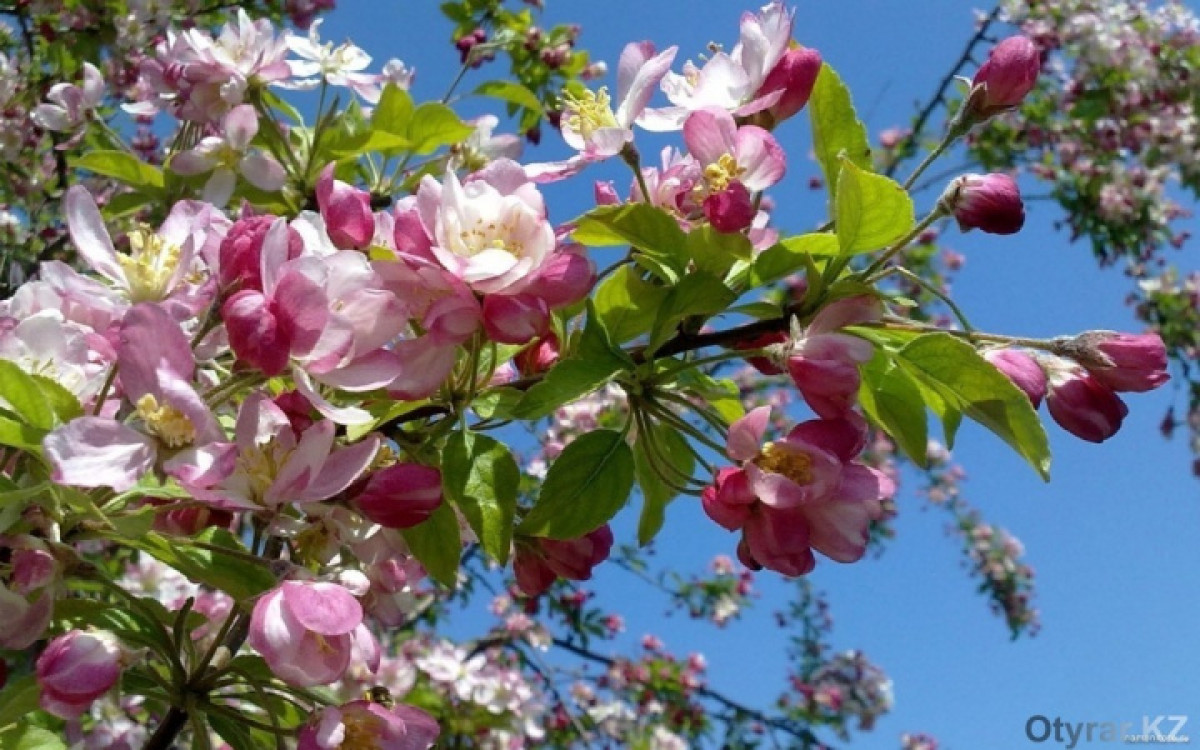 Какая погода ждет казахстанцев на Наурыз