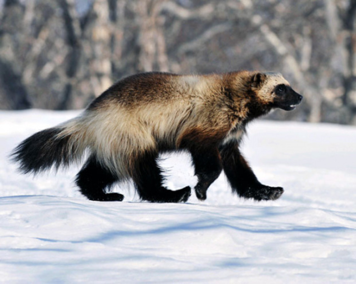 Росомаха попала в фотоловушку в заповеднике ВКО