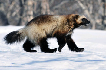 Фотография к новости: Росомаха попала в фотоловушку в заповеднике ВКО