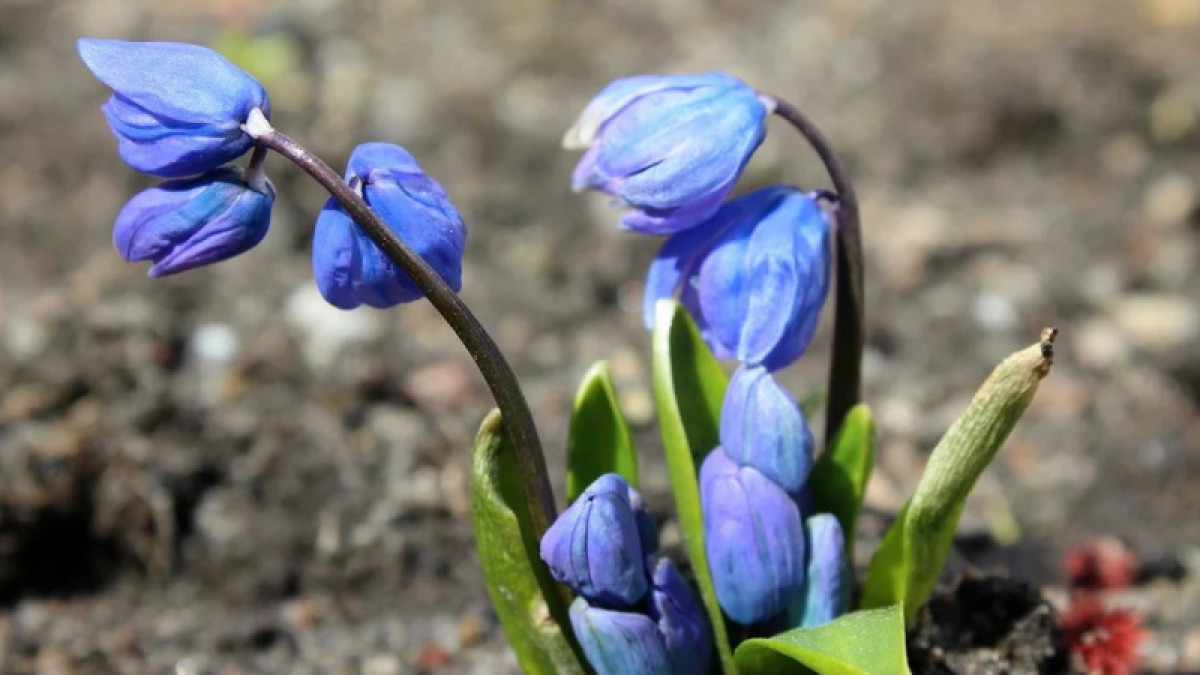 Иллюстративное - pixabay