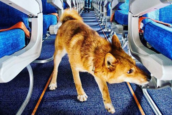 Фотография к новости: Смогут ли собаки определять коронавирус по запаху